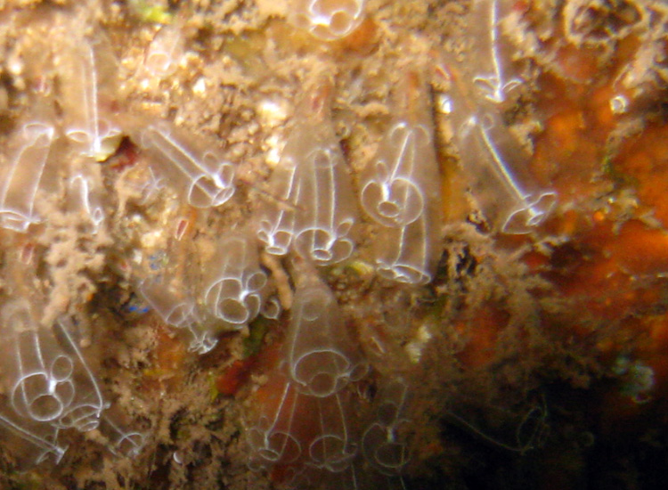 Clavelina sp.
